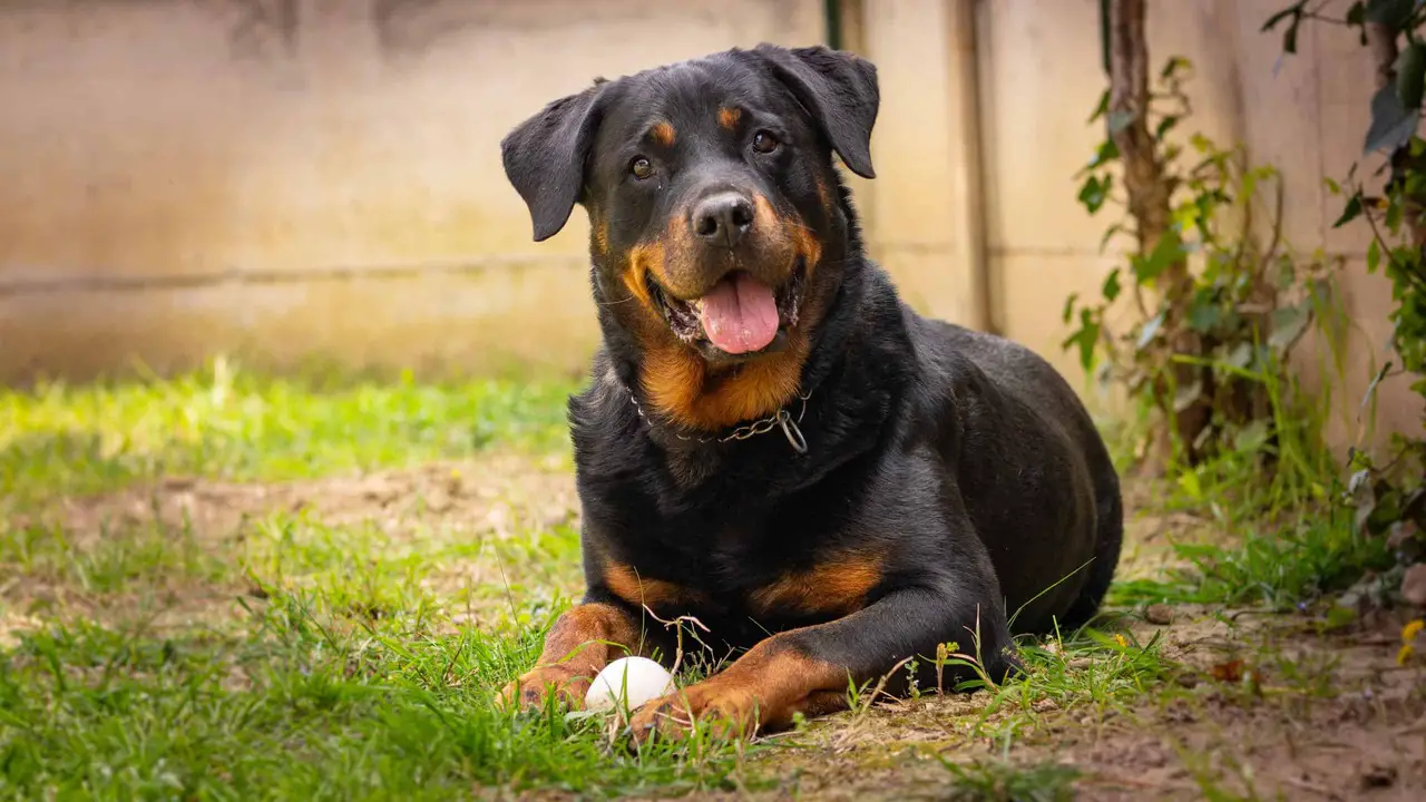 Perfect Jobs For Your Rottweiler