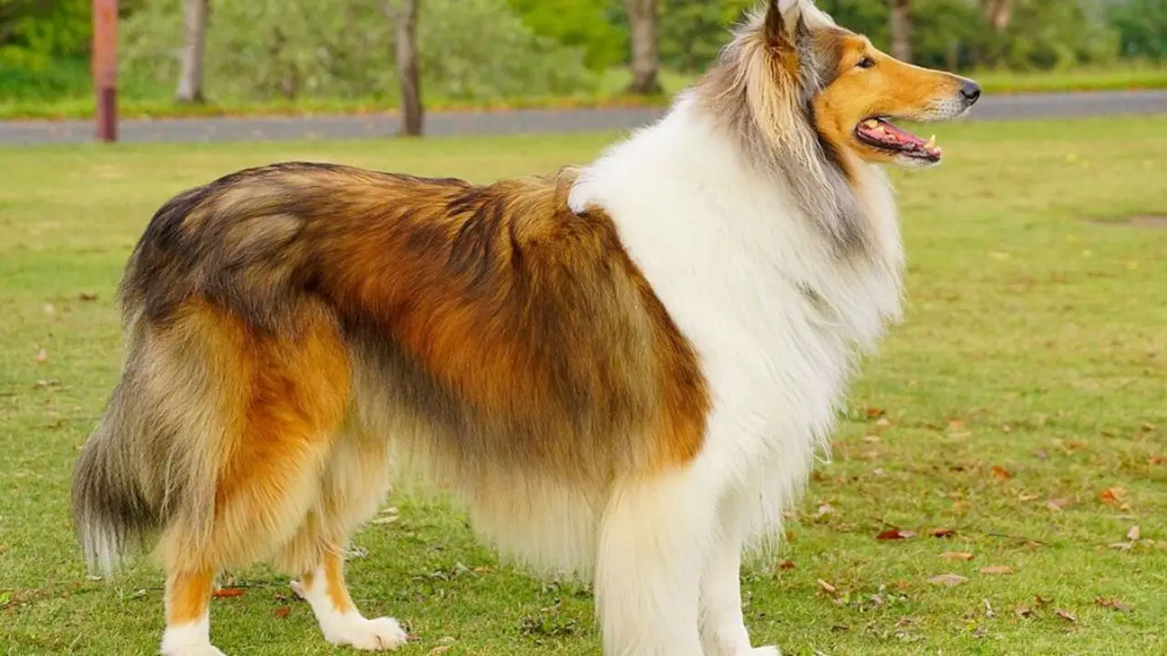 Physical Attributes Of The Rough Collie