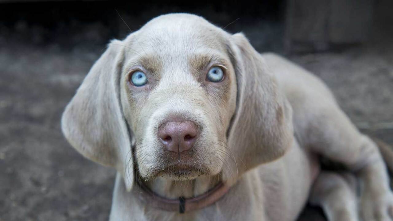 Physical Characteristics Of Weimaraners