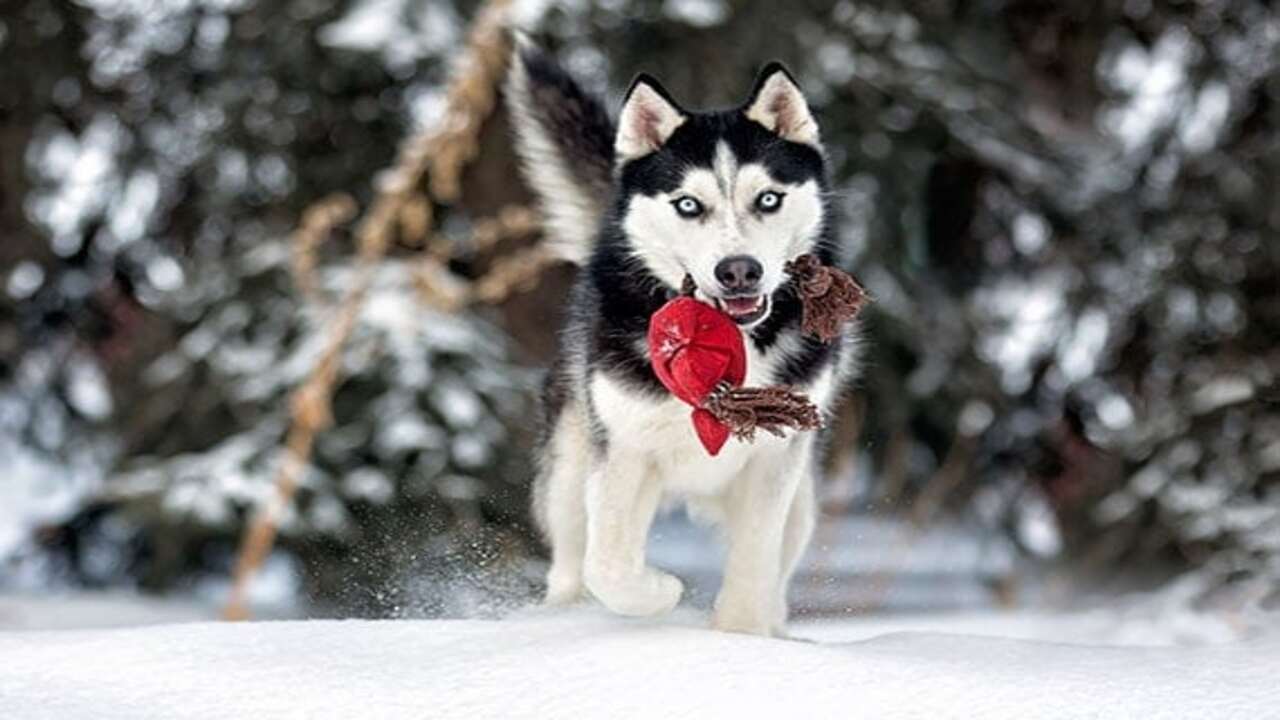 Play Soccer With Your Husky