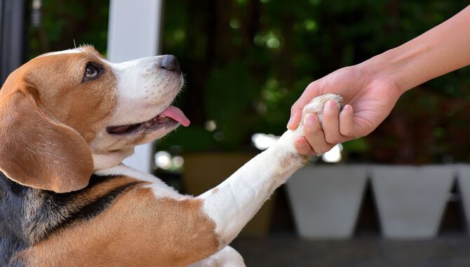 Positive Reinforcement Training For Your Dog