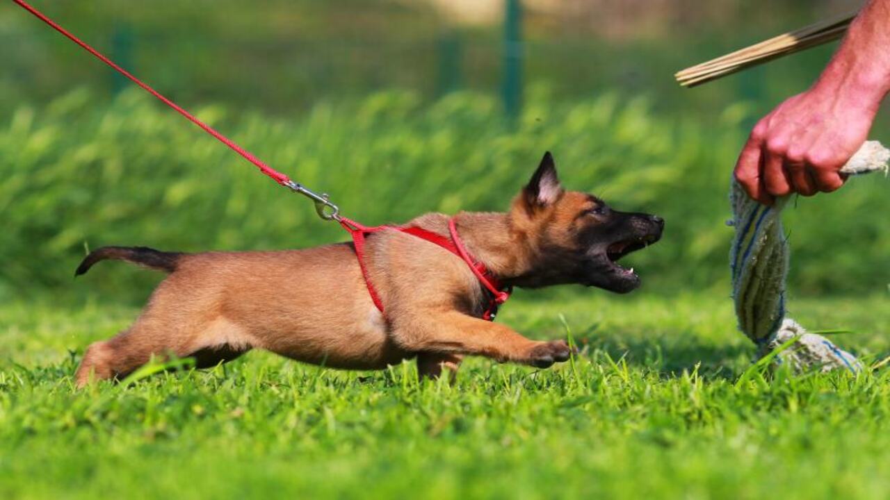 Positive Reinforcement Training Techniques