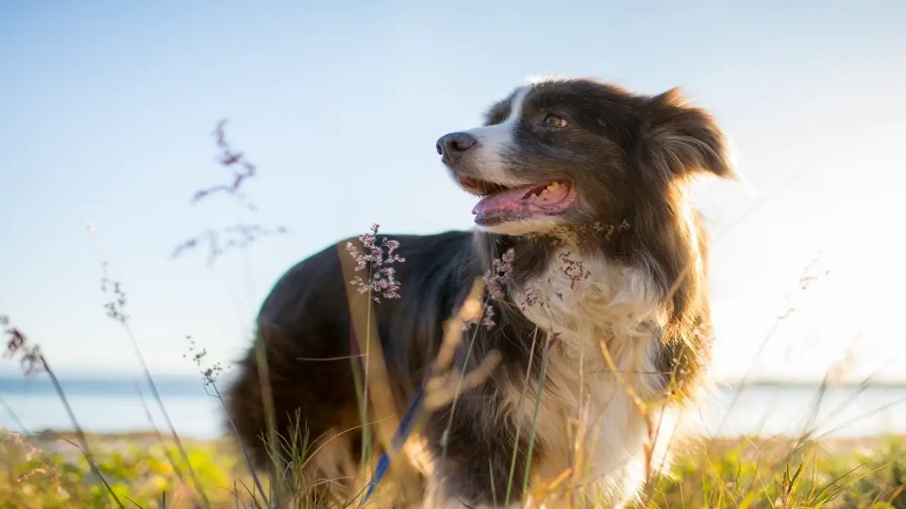 Possible Medical Reasons For Bad Smell In Australian Shepherds