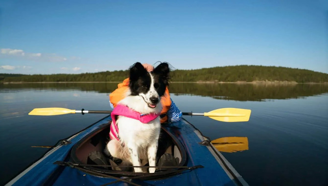 Practicing Entering And Exiting The Kayak With Your Dog