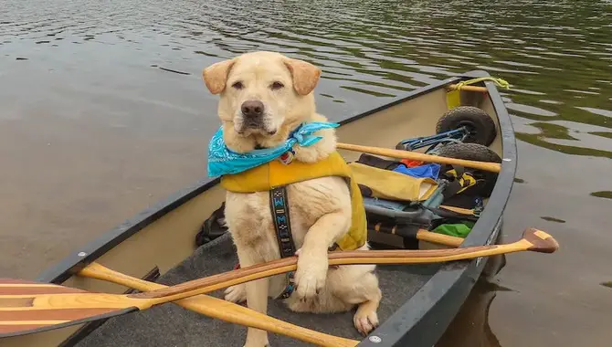 Prepare Your Dog For Kayaking