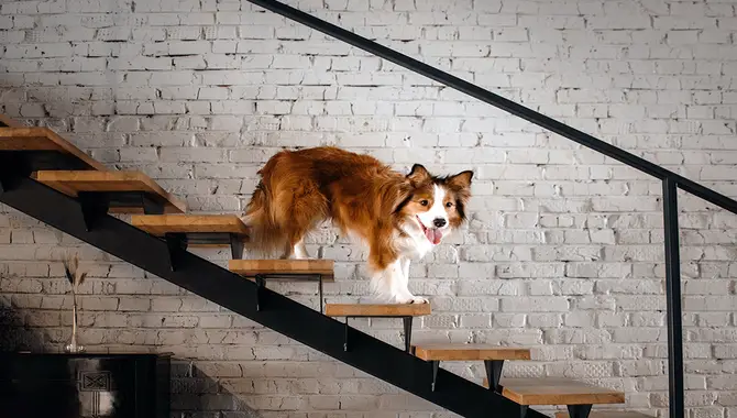 Preventing Dog Falls On Stairs