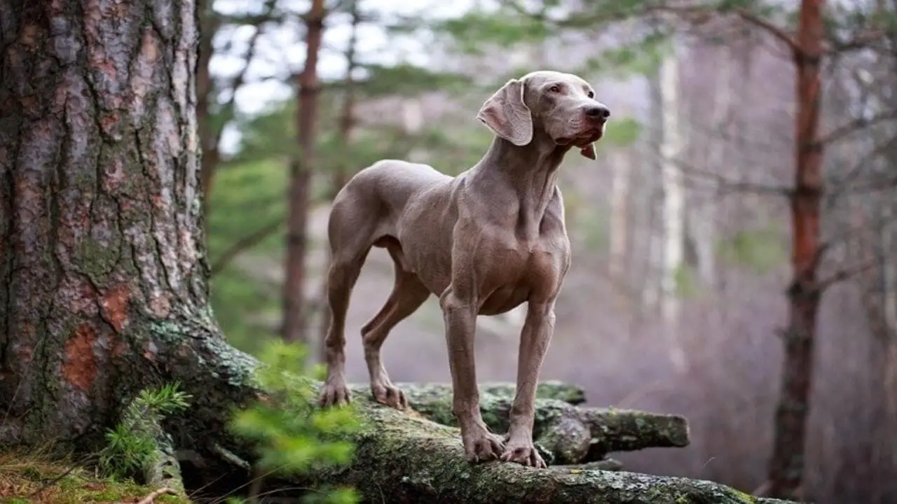 Pros And Cons Of Adopting A Weimaraner Puppy