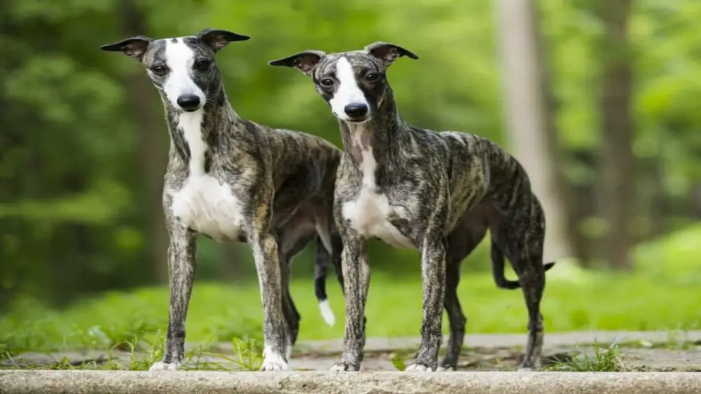 Are Greyhounds Good Family Dogs - The Ultimate Guide