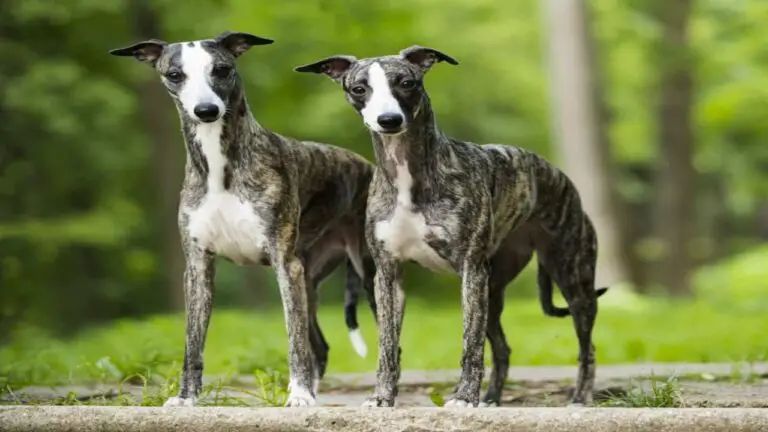 Are Greyhounds Good Family Dogs - The Ultimate Guide