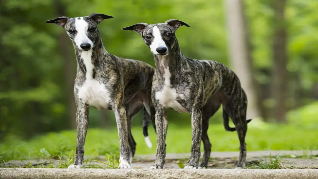 Pros And Cons Of Greyhounds As Family Dogs