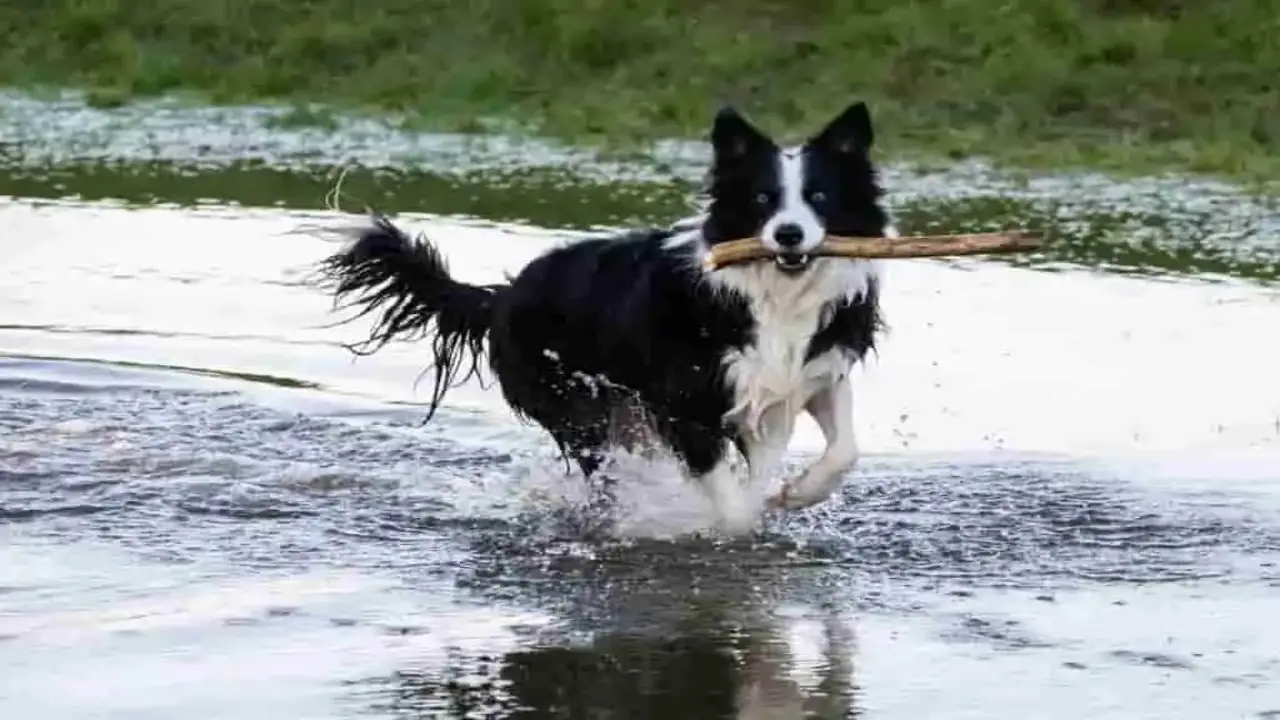 Pros And Cons Of Letting Your Collie Off-Leash