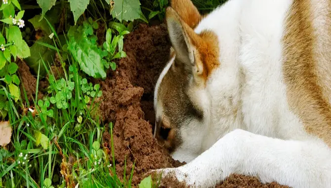Protecting Your Garden From Digging And Chewing