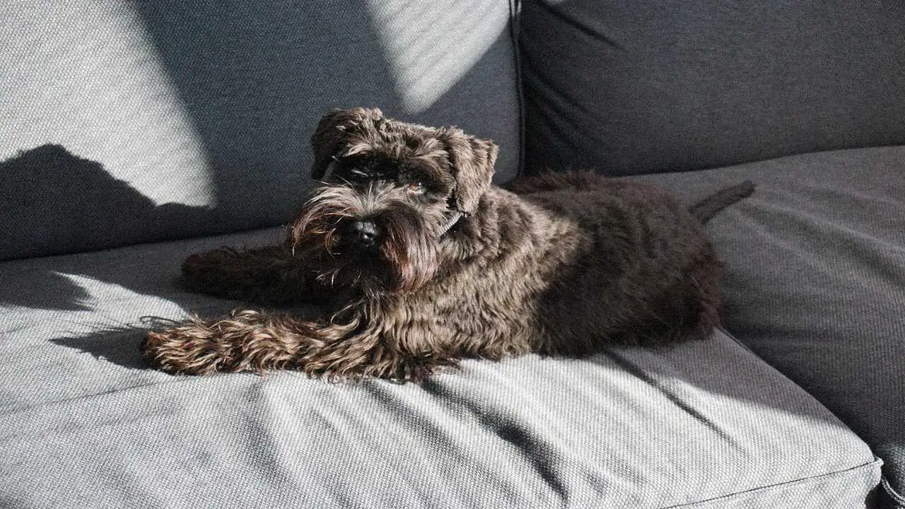 Providing Proper Lighting And Visibility In Your Home For Your Schnauzer
