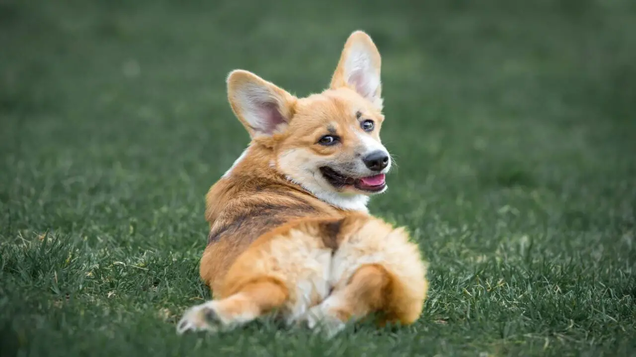 Psychological Benefits For Corgis Such As Reduced Anxiety And Stress