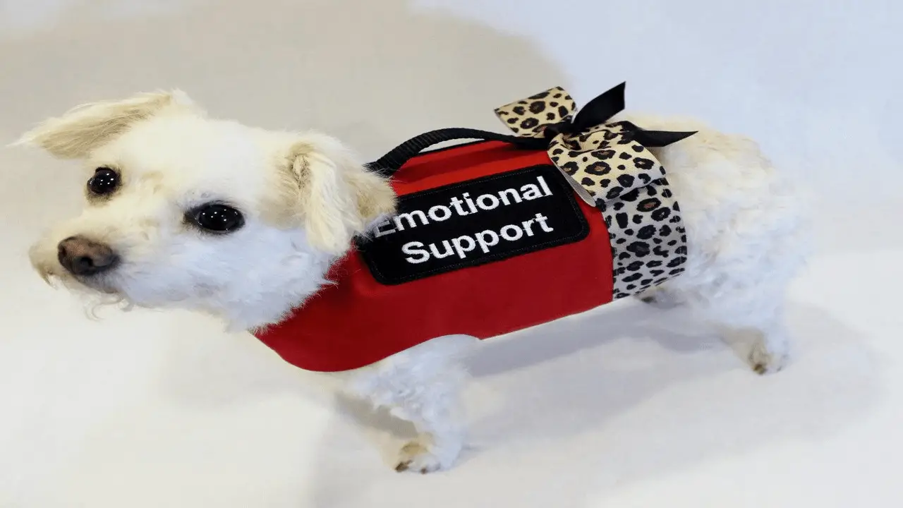Public Accommodation Laws For Emotional Support Animals