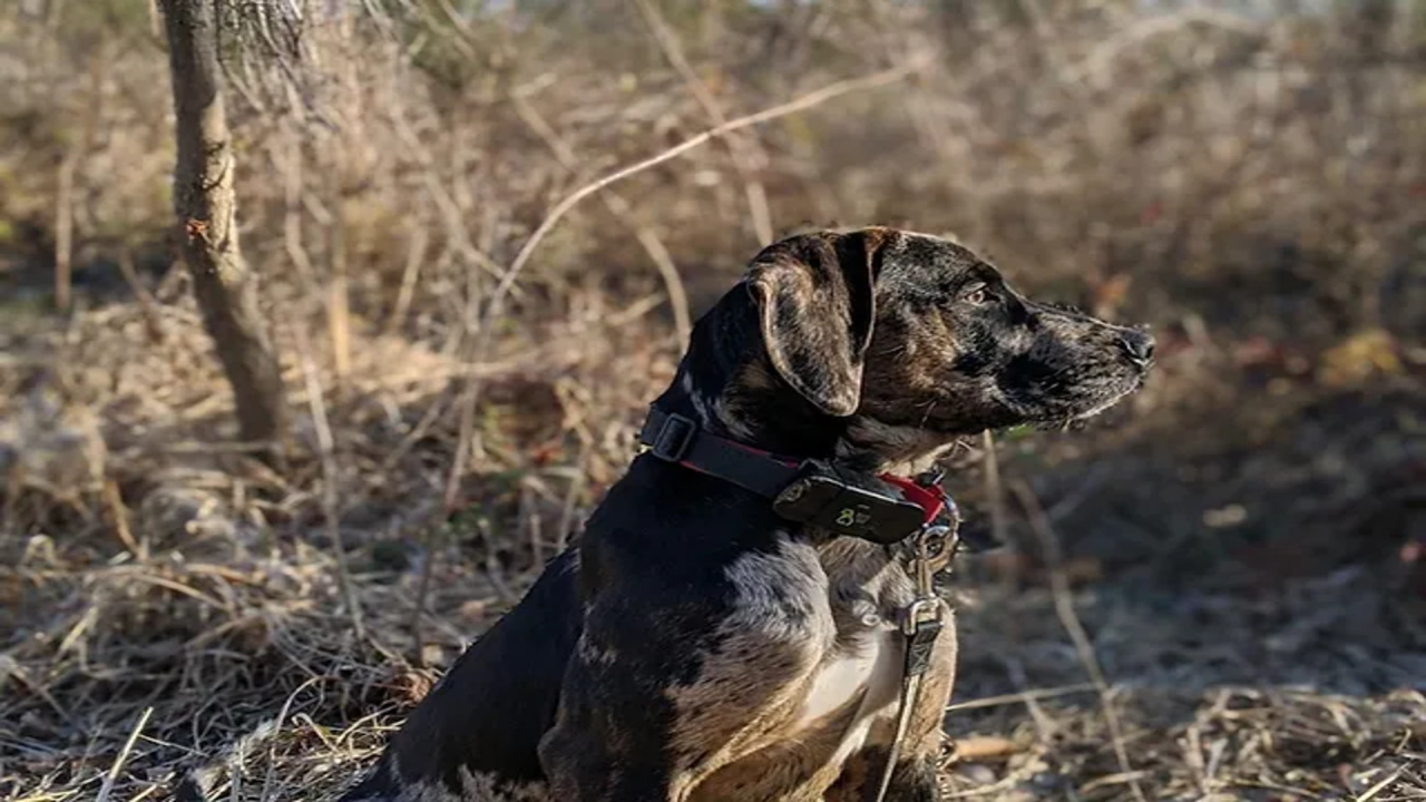 RMC Catahoula Barn