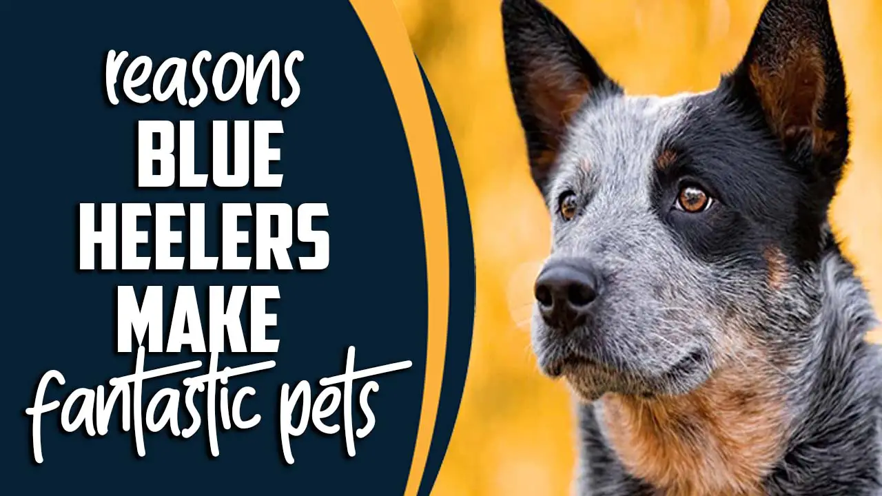 Reasons Blue Heelers Make Fantastic Pets