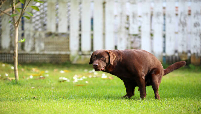 Reasons Why Neighbor's Dog Poops In Your Yard