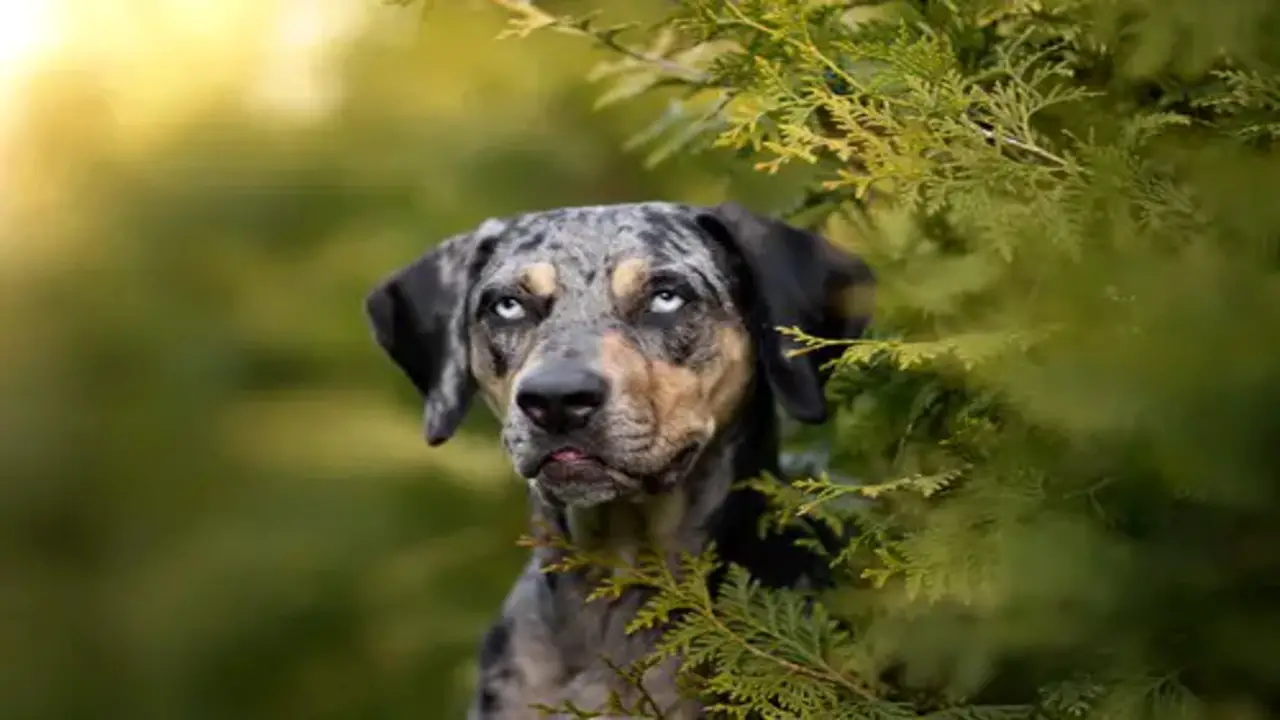 Reasons Why The Catahoula May Not Be The Perfect Family Dog
