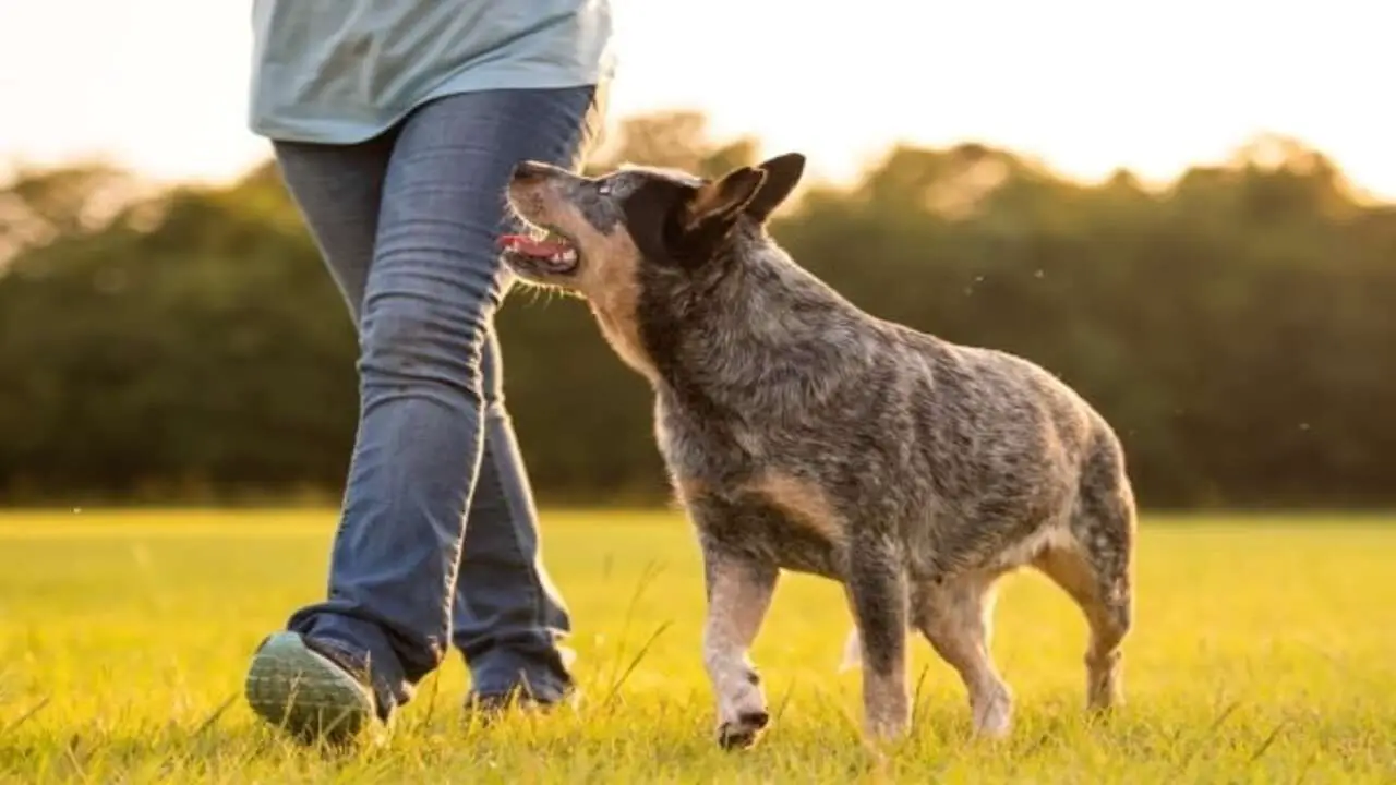 Reasons Why Your Blue Heeler Follows You Everywhere