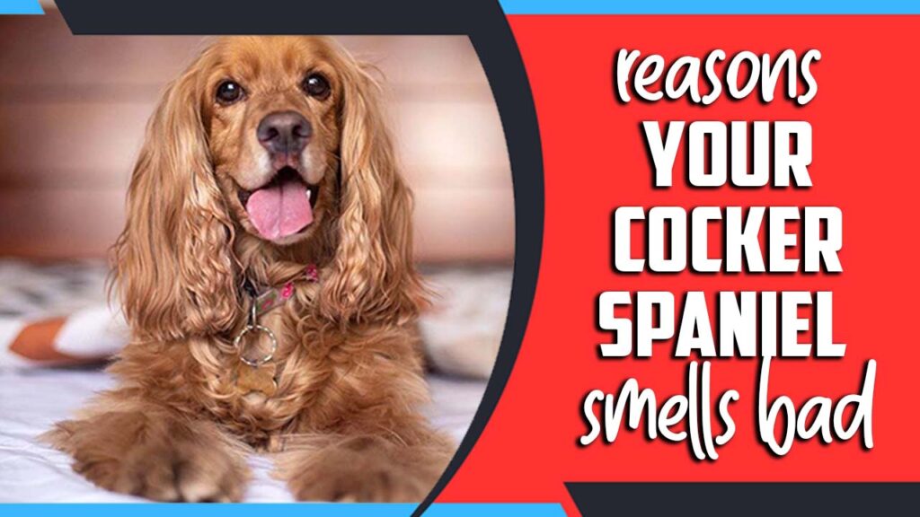 The Reasons Your Cocker Spaniel Smells Bad Effective Tips