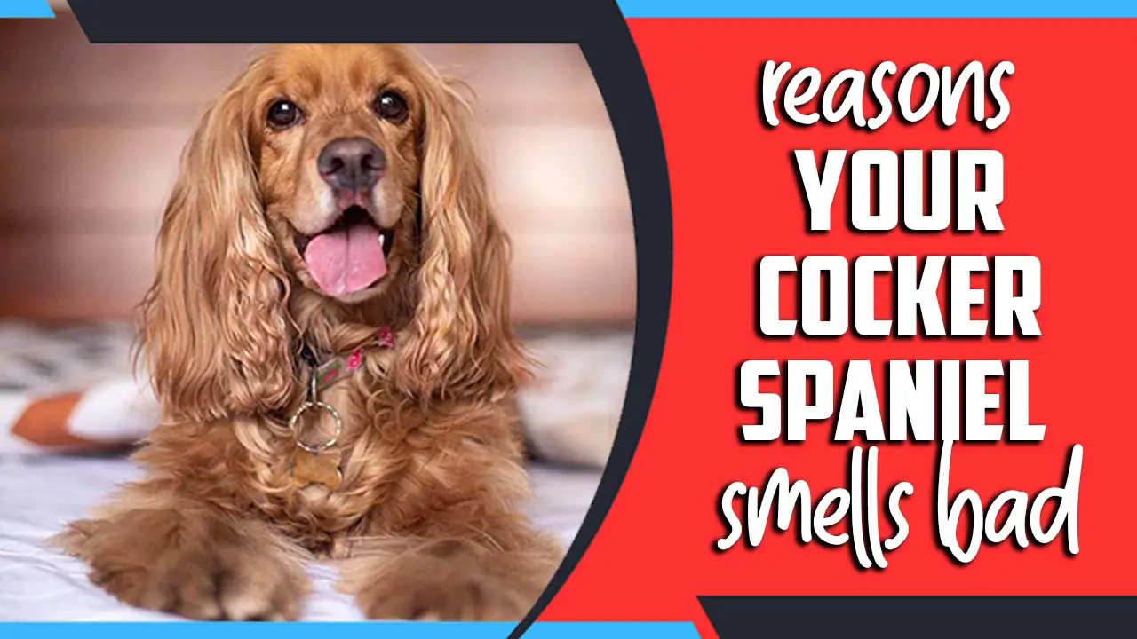 Reasons Your Cocker Spaniel Smells Bad