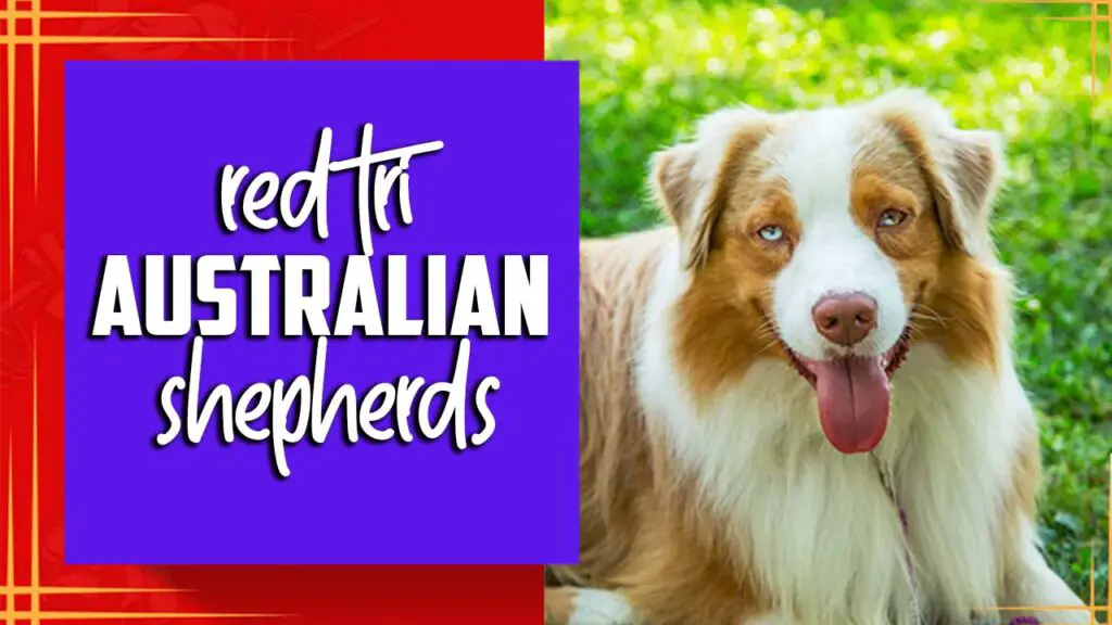 Red Tri Australian Shepherds: All You Need To Know