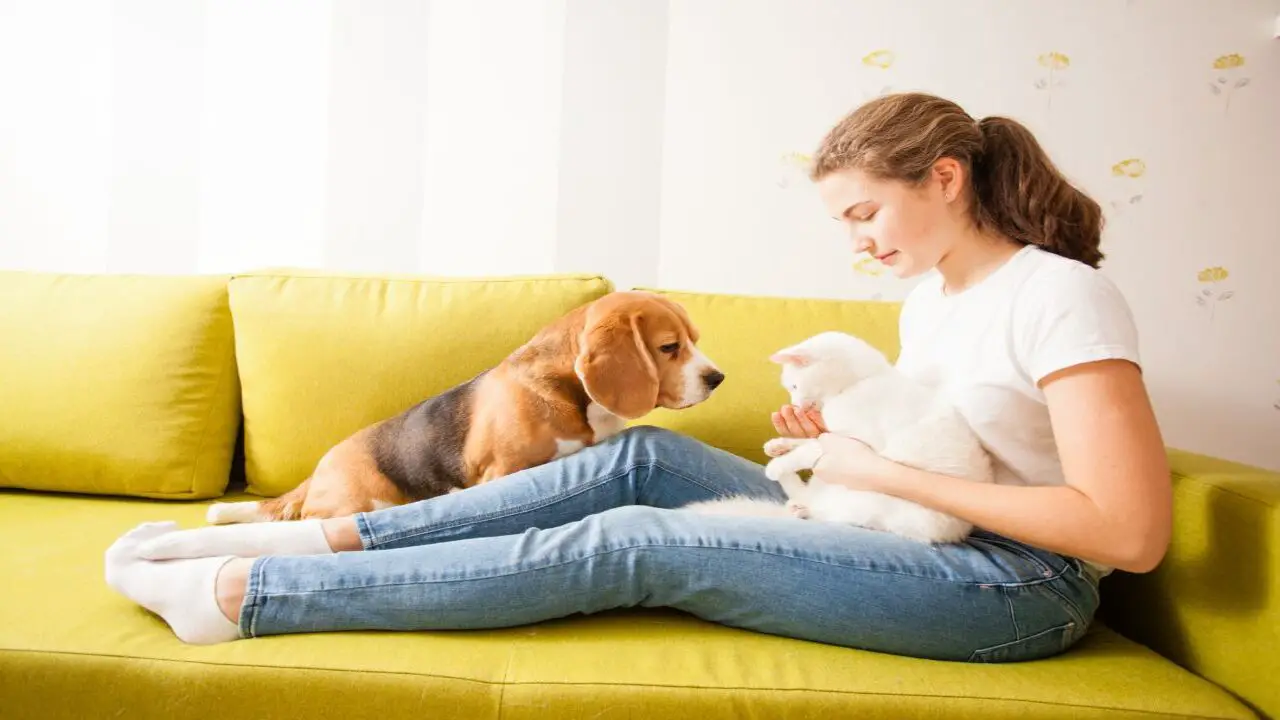 Rights Of Emotional Support Animal Owners In Housing