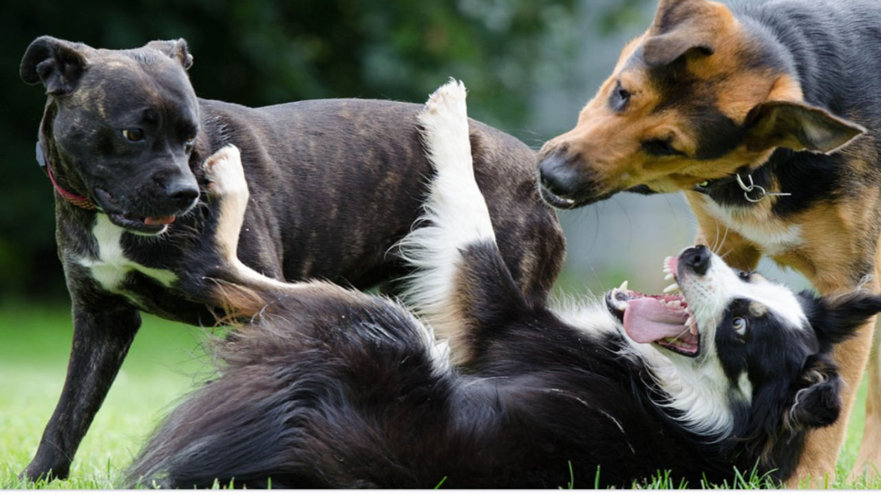 Risks Of Play Fighting For Dogs