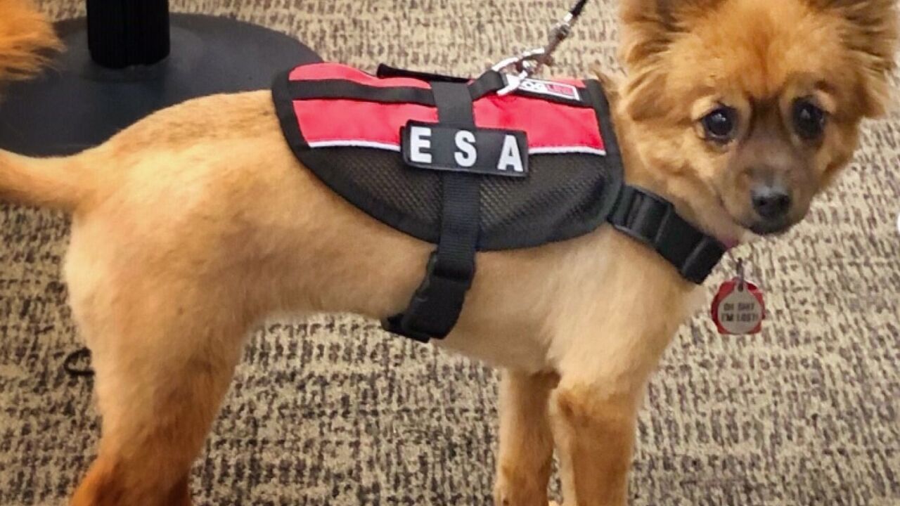 Role Of Emotional Support Animals