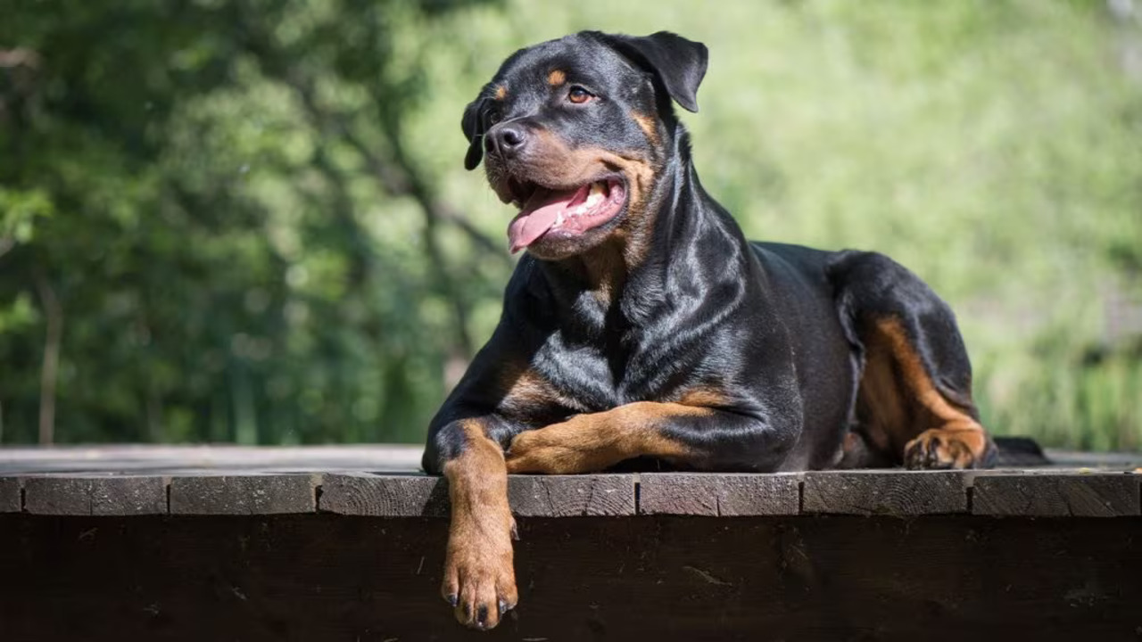 Rottweiler Breed