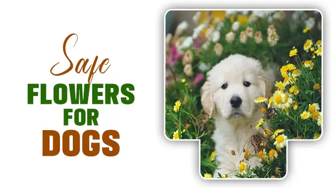 Safe Flowers For Dogs