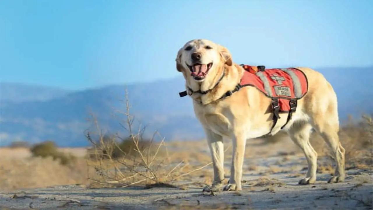Search And Rescue Dog