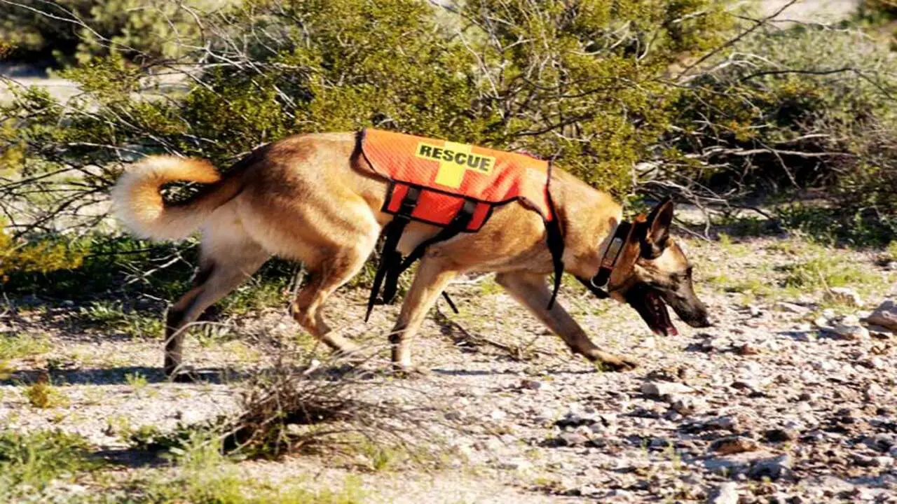 Search And Rescue Dog
