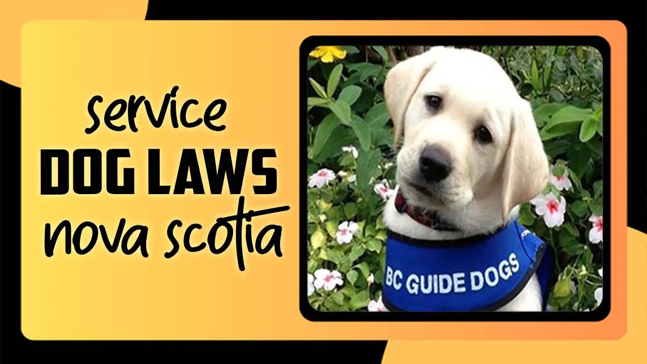 Service Dog Laws Nova Scotia