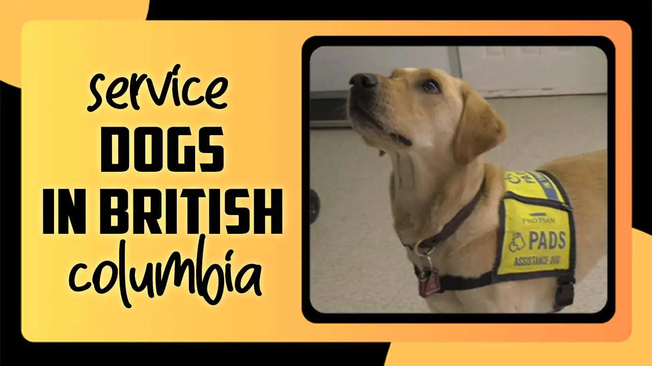 Service Dogs In British Columbia