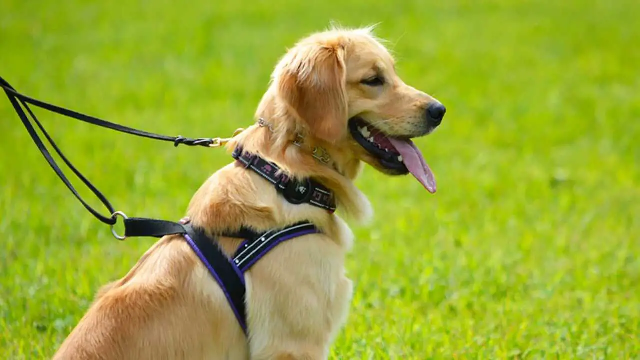 Service Dogs For Those With Disabilities