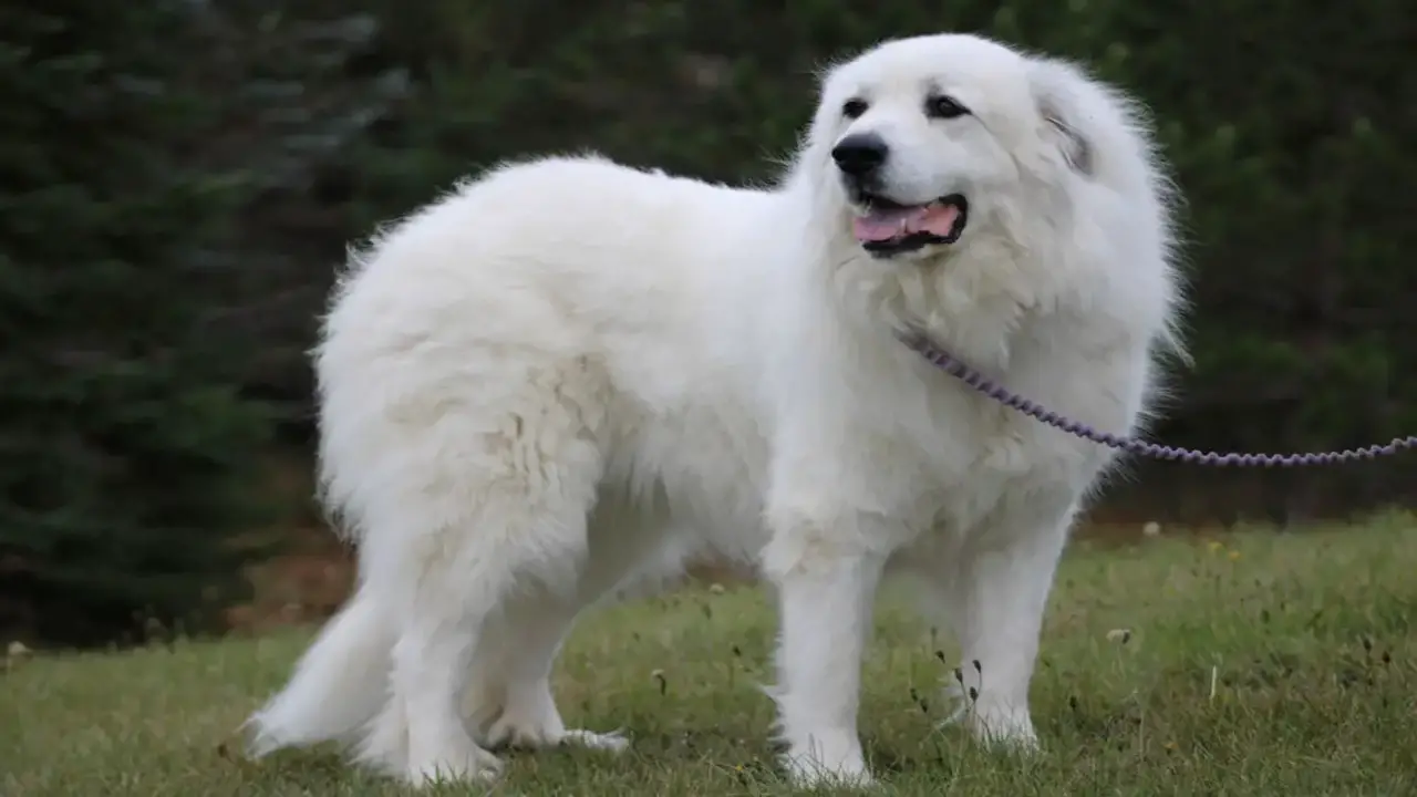 Should I Get A Male Or Female Great Pyrenees - Don’t Miss Out