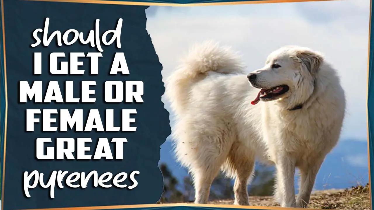 Should I Get A Male Or Female Great Pyrenees