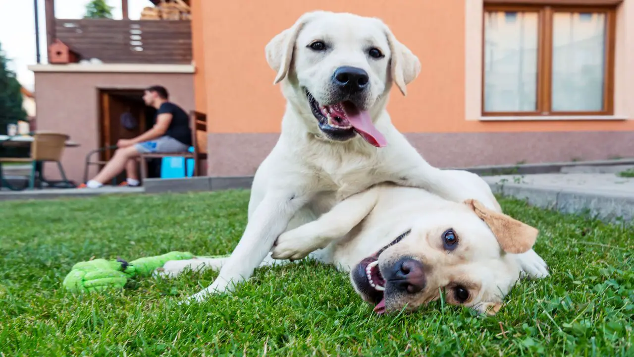 Should You Let Your Dogs Play Fight Pet Owners' Point Of View