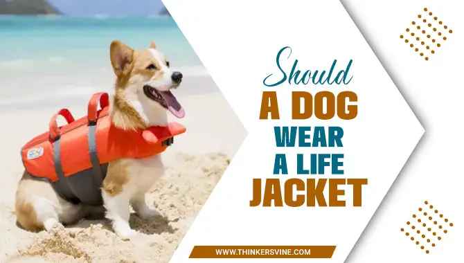 Should A Dog Wear A Life Jacket