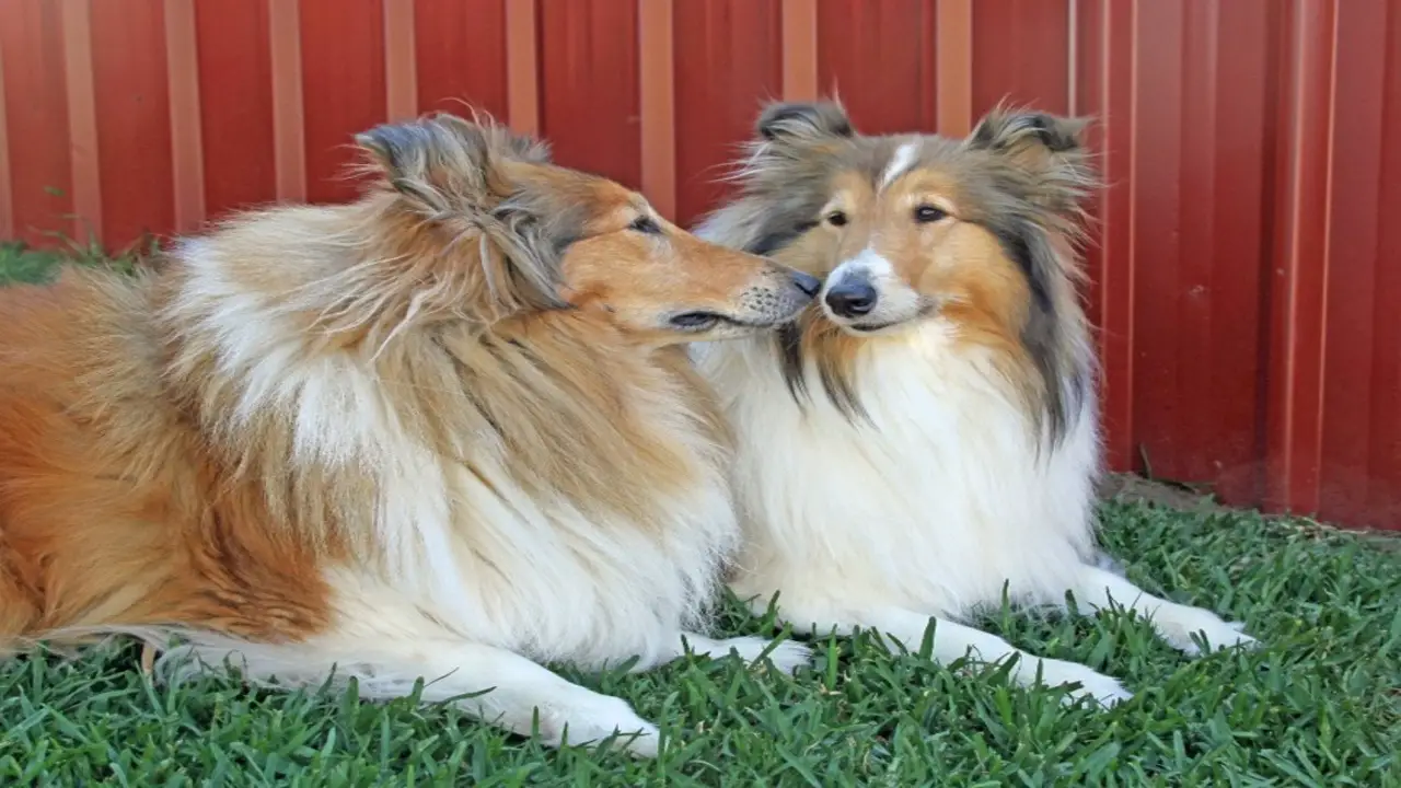 Size And Appearance Of A Rough Collie