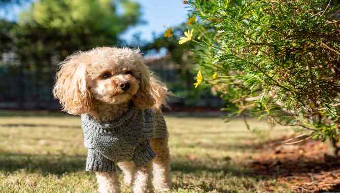 Solutions For Common Gardening Issues With Dogs