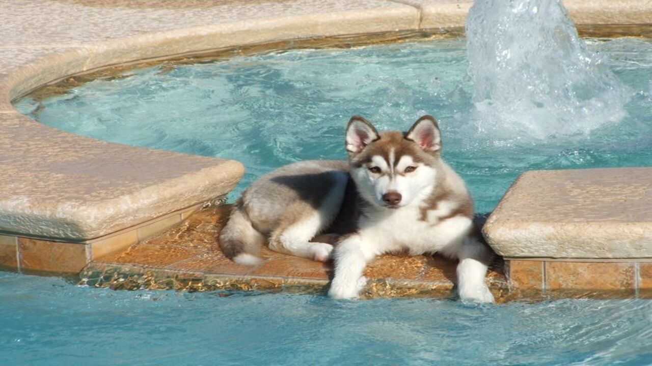 Solutions To Overcoming Water Refusal In Huskies