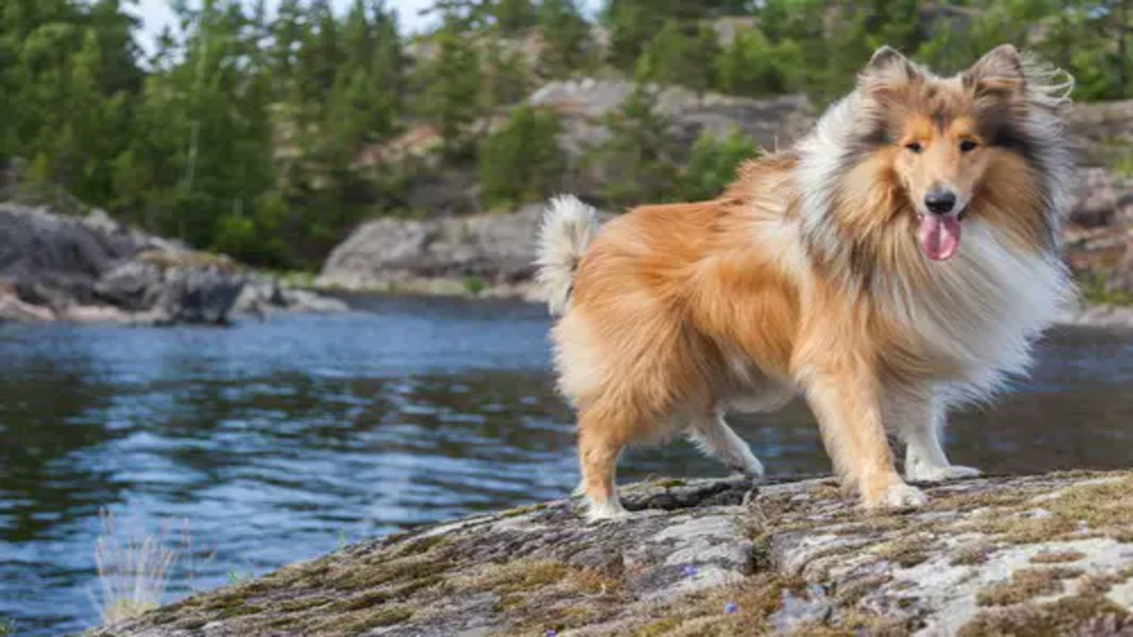 Swimming Safety Tips For Your Rough Collie