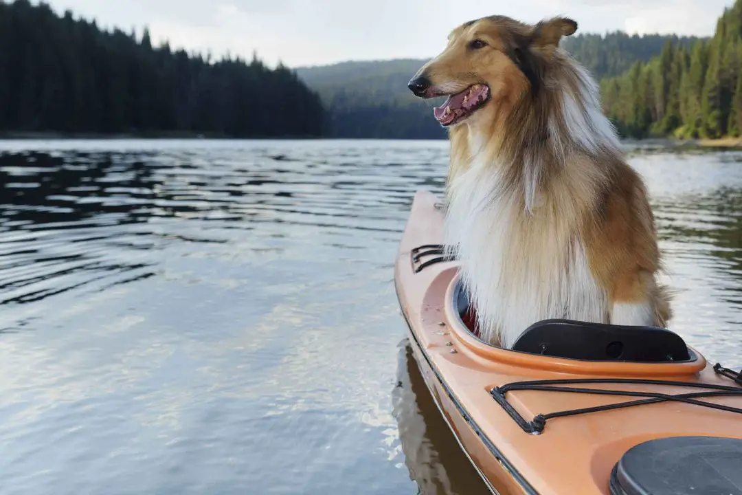 Teach Your Dog To Enter And Exit The Kayak