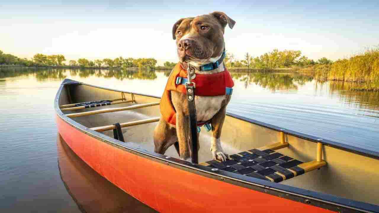 Teaching Your Dog To Love Their Life Jacket