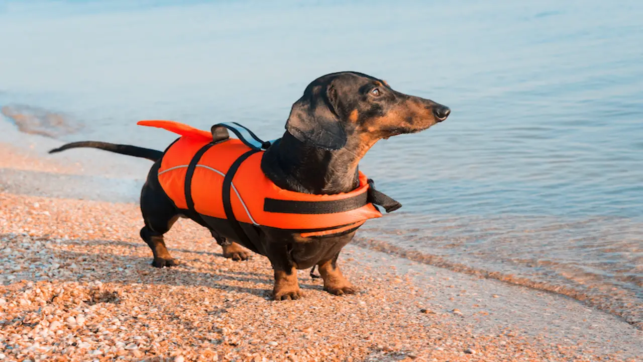 Teaching Your Dog To Love Their Life Jacket