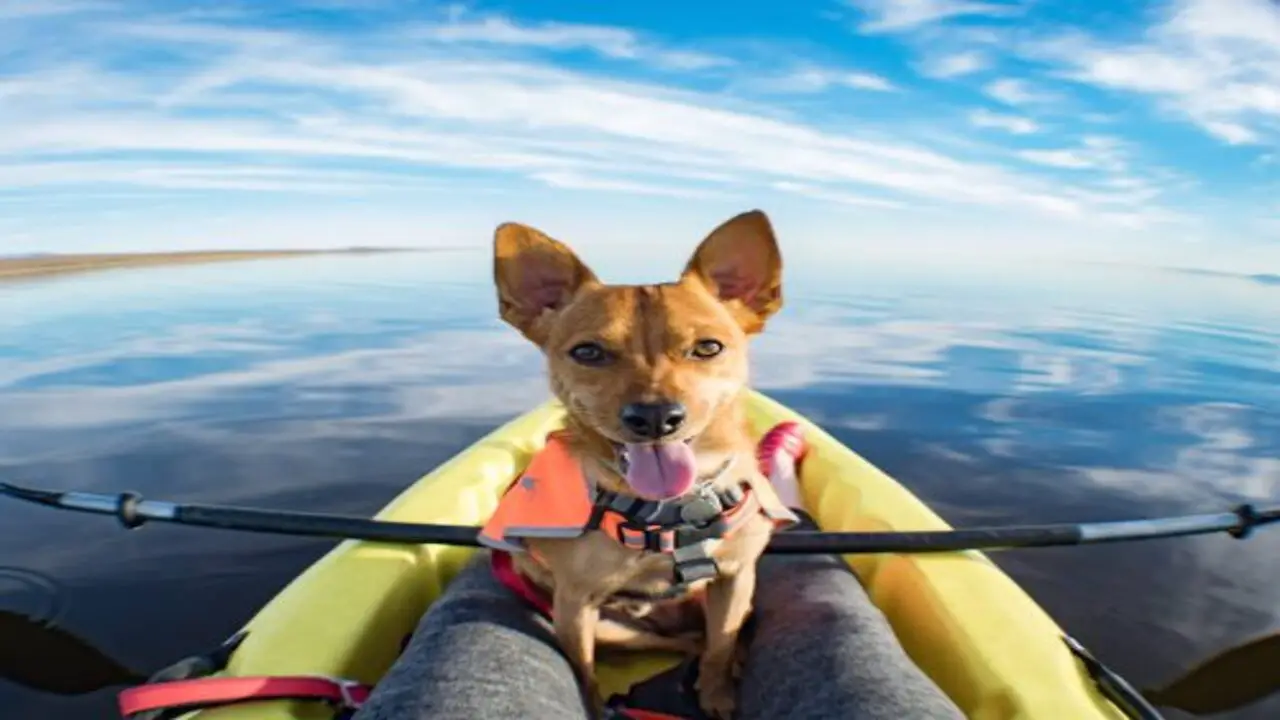 Teaching Your Dog Where To Stay On The Kayak