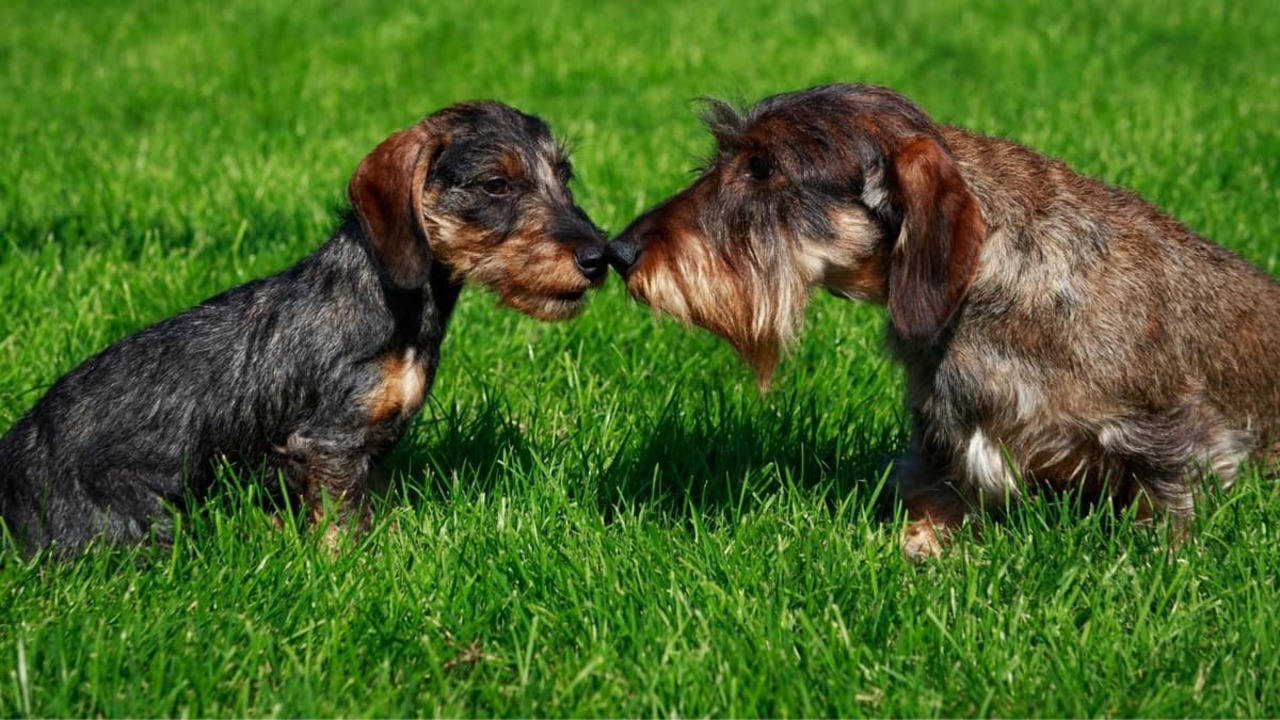 Temperament And Trainability